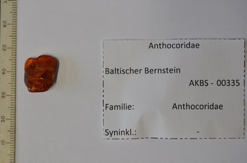 Vorschaubild Bernstein m. Anthocoridae-Wanze